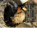 Chicken and chick nest