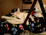 Ginger’s Place