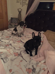 THE DOGO COMMUNITY