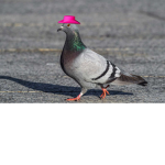 P i g e o n C u l t