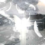 The Holy knlghts
