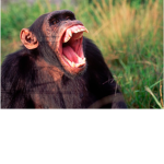 THE MONKEYS ARE CRAZY!