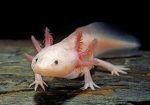 The Awesome Axolotl Fan Club