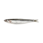 Hamsiler