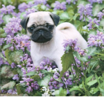 The pug’s