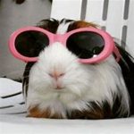guinea pig mother