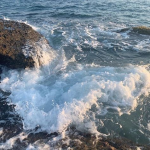 Marine biology