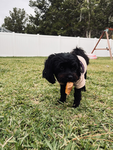 The black puppy