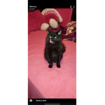 Kitty meaw