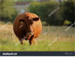 The Cows Team