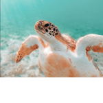 —SAVE THE TURTLES—