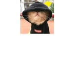 gato boladão