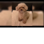 Cute puppies woof woof