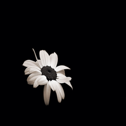 ~Black Aesthetic~ Roblox decal