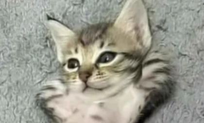 Kedi UGC Roblox group icon