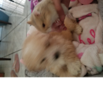 The pets group :D