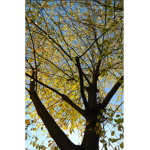 Plantery