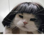 catlovey