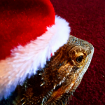 Green's Pets