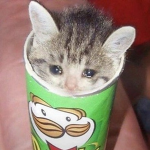 *~ Pawsome~*