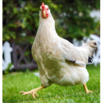 cHiCkEnNnN sQuAd