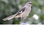 Shoutout to bird