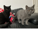 +( The sewing cat stall )+