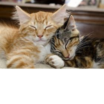 ILoveMyCatBlondie!