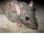 Rats Society >:3