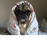 The Pug Community ###