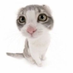 🐾♡__猫 !!!! 📌🎀