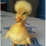 BIRD_UP
