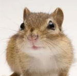 He chipmunk group