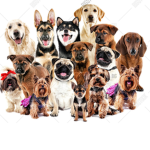 PUPPY LAND :)