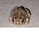 Frog-ie Cult