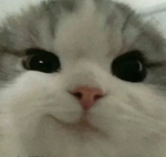 Kitty Fans Plus