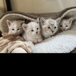 (100.1) The Great Centurial: Practice