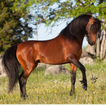 +Our Horse academy+