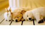 my homies here