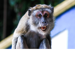 HARD Monkey Obby