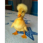 Potato duck & frog