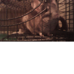 KiNg Of ChInChILa