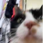 Calico CIan