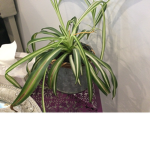 Plants fan group