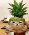 Friz_cat