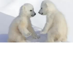 Polar paws