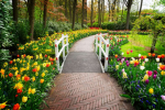 The Garden of Plant