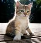 kitty cat team