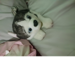 My dog stuff animal