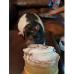 Rat krew